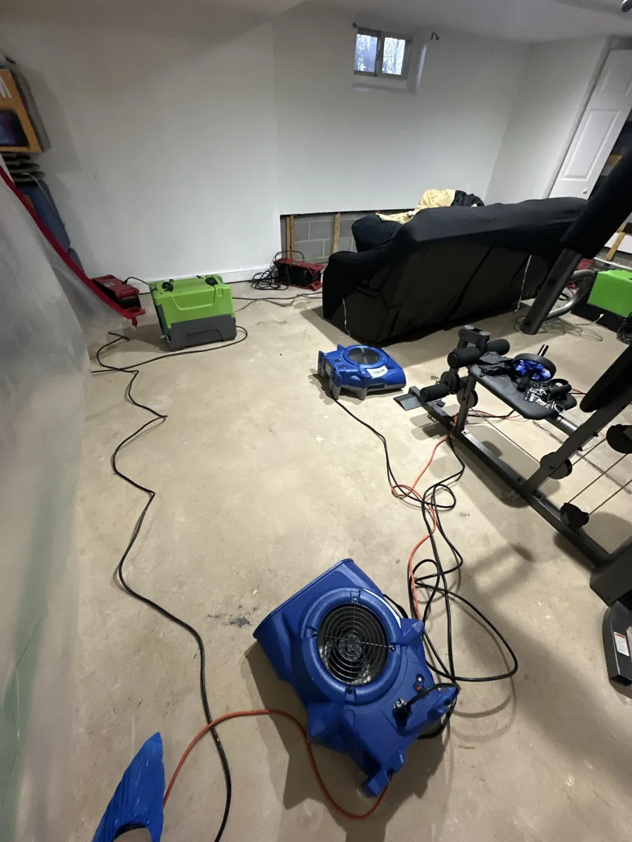 Air movers and dehumidifiers in a Willow Grove basement with lower wall sections open