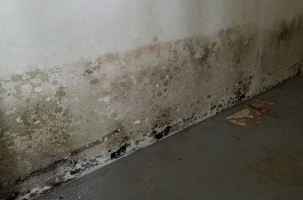 Eliminate Mold In The Basement