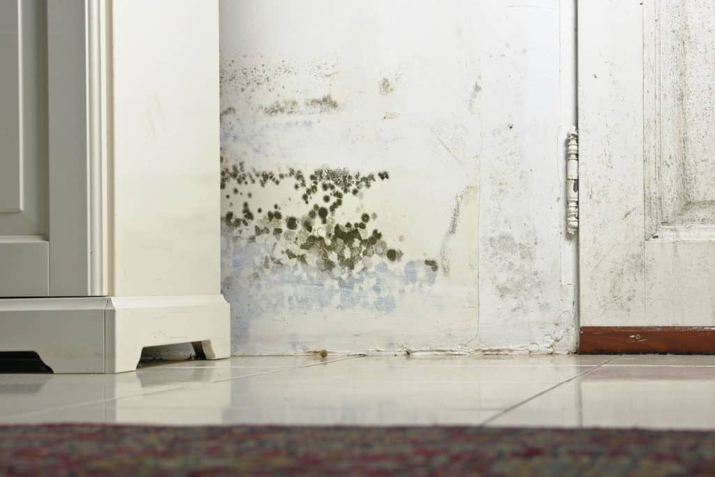 Mold Growth After Water Damage