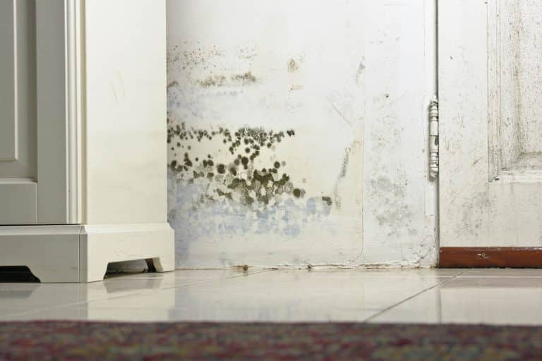 Mold Growth After Water Damage